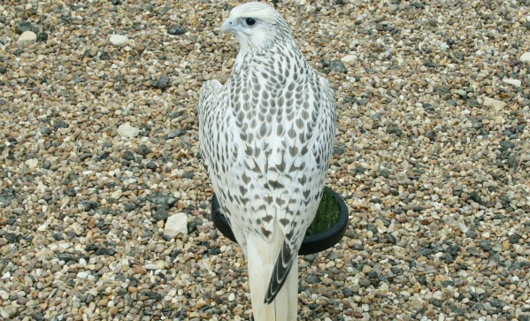 Falcon Breeders UK - AWF