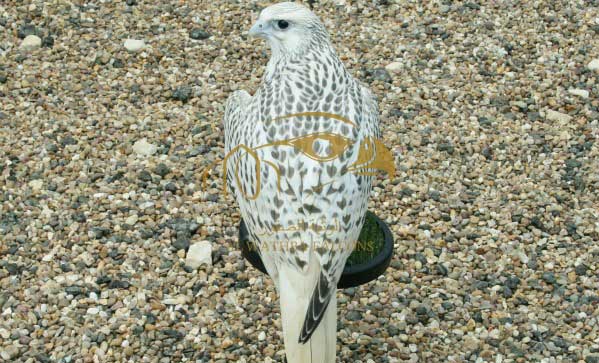 Falcon Breeders UK - AWF